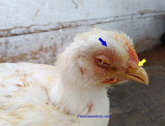 How to Identify Poultry Sick Birds and Cure Them