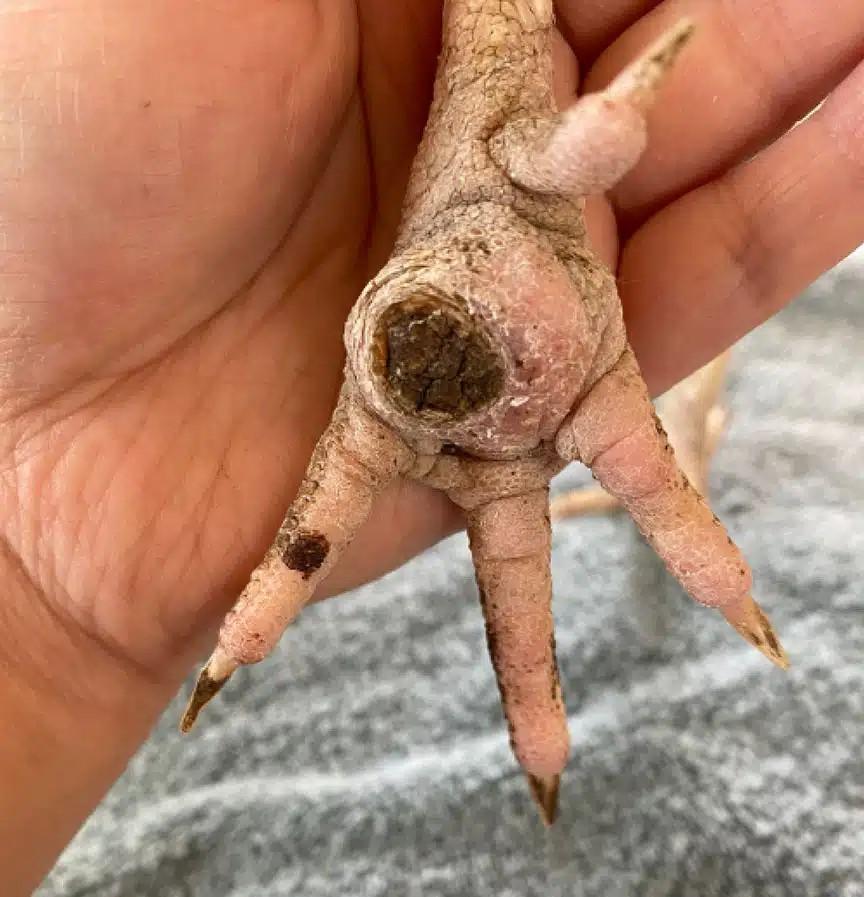 How to Identify Poultry Sick Birds and Cure Them