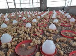 How Often to Wash Poultry Feeding Equipment and Maintain Sanitation