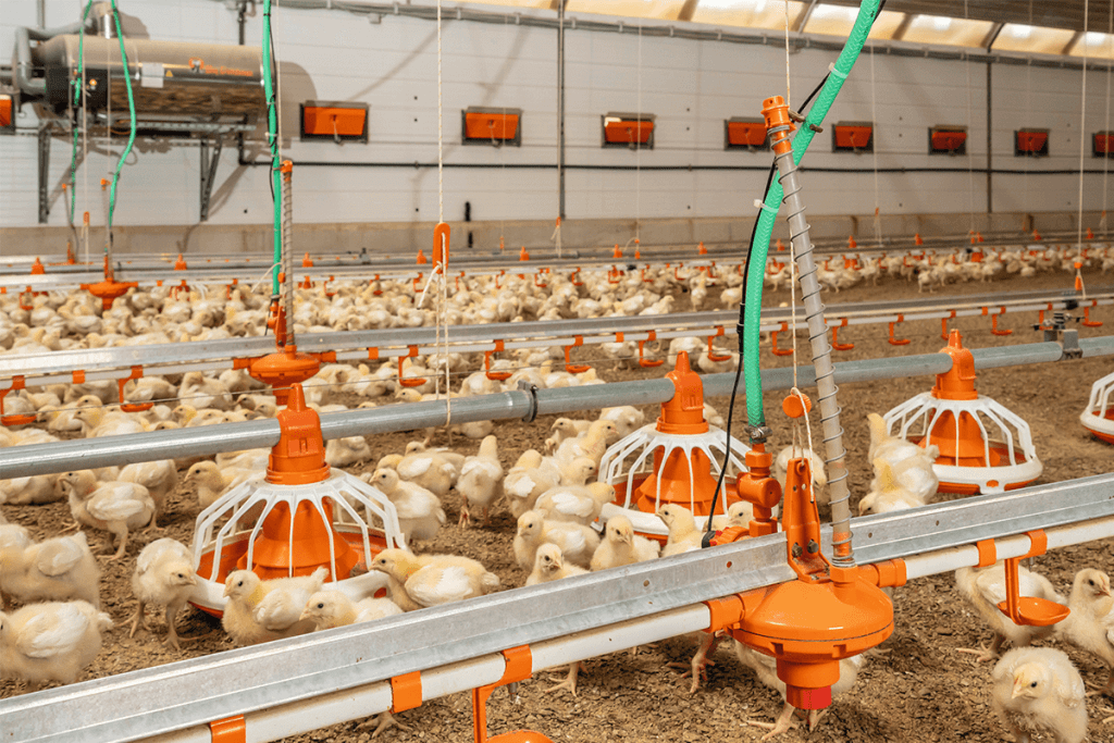 How Often to Wash Poultry Feeding Equipment and Maintain Sanitation