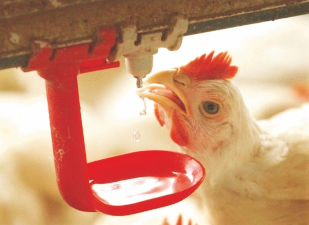 La meilleure Source d'Eau pour les Oiseaux de la Volaille: Qualité de l'Eau Complète Guide