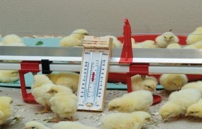 La meilleure Source d'Eau pour les Oiseaux de la Volaille: Qualité de l'Eau Complète Guide