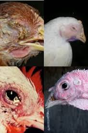 Les Maladies de la Volaille Oiseaux Peuvent Obtenir de la nourriture pour animaux