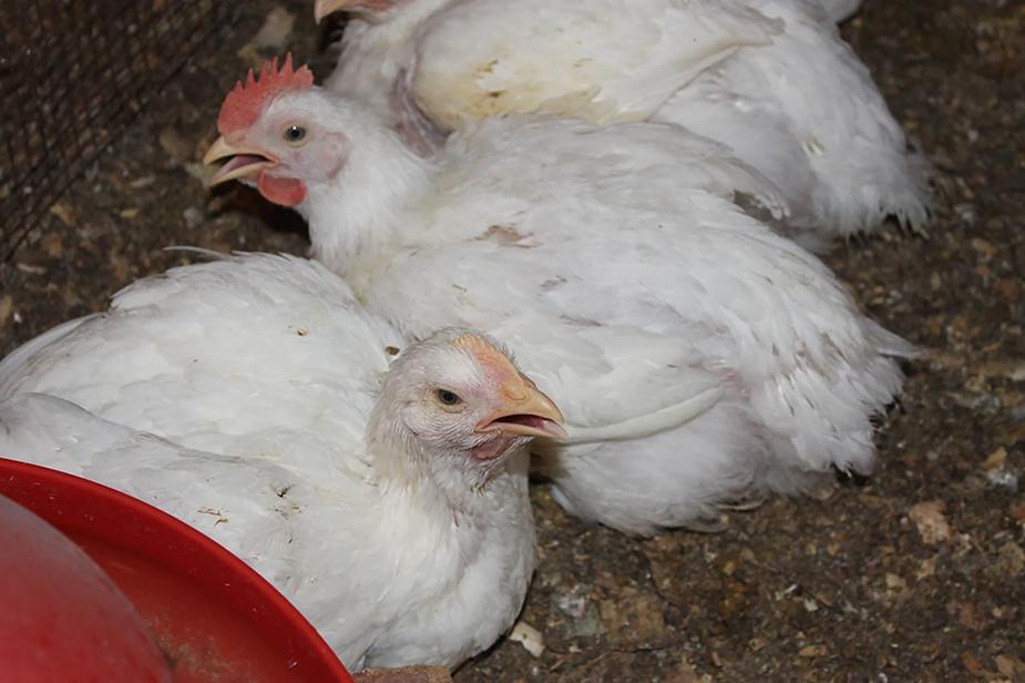 Les Maladies de la Volaille Oiseaux Peuvent Obtenir de la nourriture pour animaux