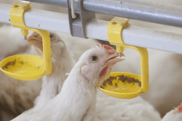 Comment Souvent pour Nourrir Vos Oiseaux de Volaille