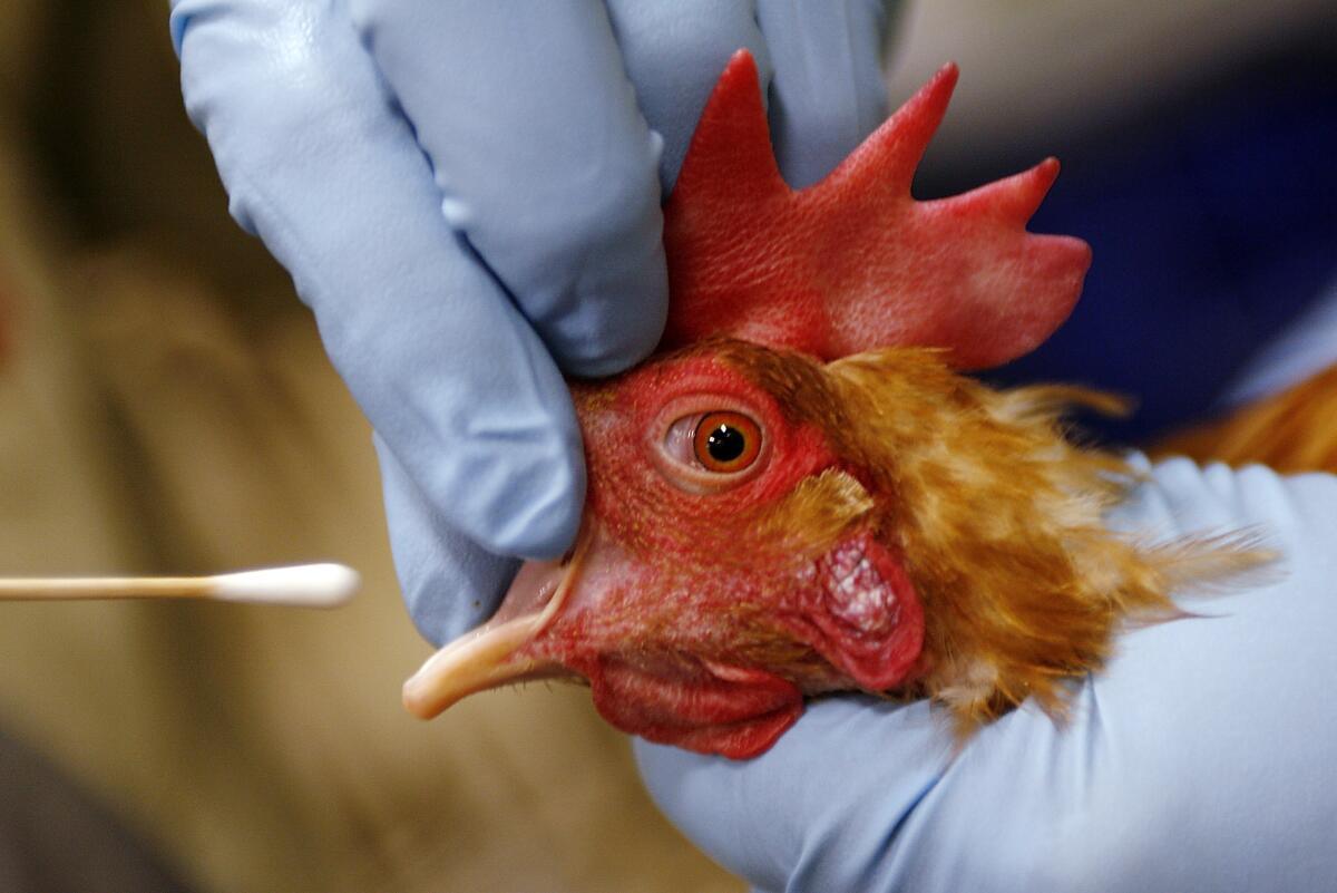 Bird Flu in Poultry: Practical Prevention Tips for Farmers - Agric4Profits