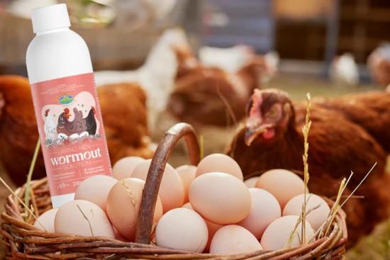 Les multivitamines dans la Production de Volaille: Soutenir la Santé des Oiseaux et de la Ferme de la Réussite