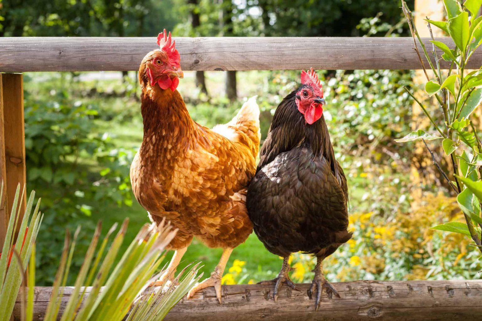 A Practical Guide to Raising Backyard Chickens - Agric4Profits