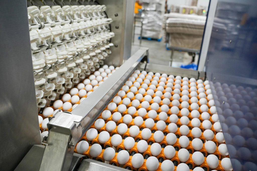 La Transformation des œufs et des Méthodes de conservation: Un Guide Pratique