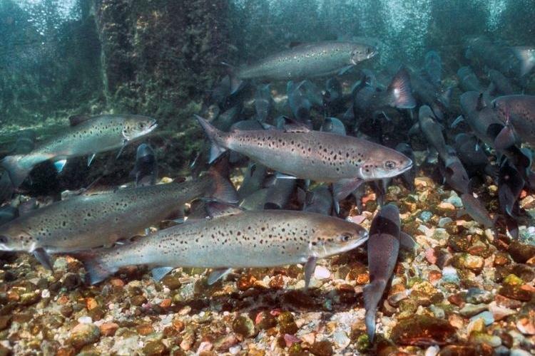 La façon de cultiver et de Soins Pour de pêche au Saumon de l'Atlantique (Salmo salar)