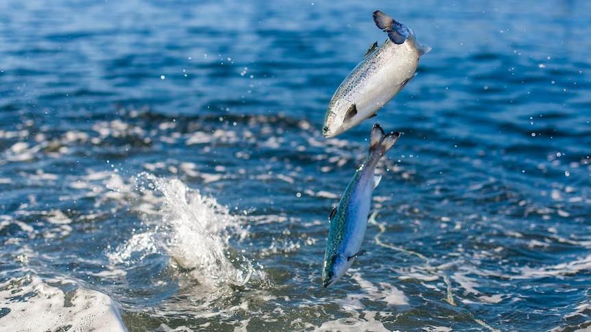 La façon de cultiver et de Soins Pour de pêche au Saumon de l'Atlantique (Salmo salar)