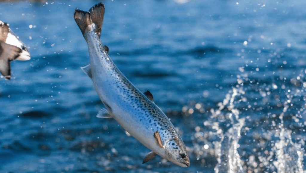 La façon de cultiver et de Soins Pour de pêche au Saumon de l'Atlantique (Salmo salar)