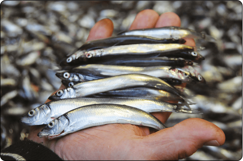 How to Farm and Care for Capelin Fish (Mallotus villosus) - Agric4Profits