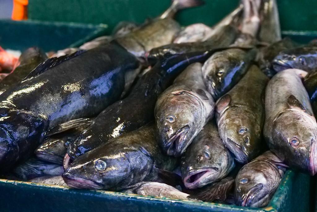 How to Farm and Care for Atlantic Cod Fish (Gadus morhua) - Agric4Profits