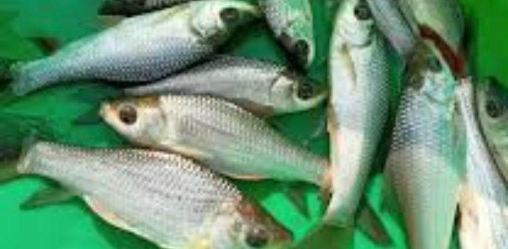 How to Farm and Care for Rohu Fish (Labeo rohita) - Agric4Profits