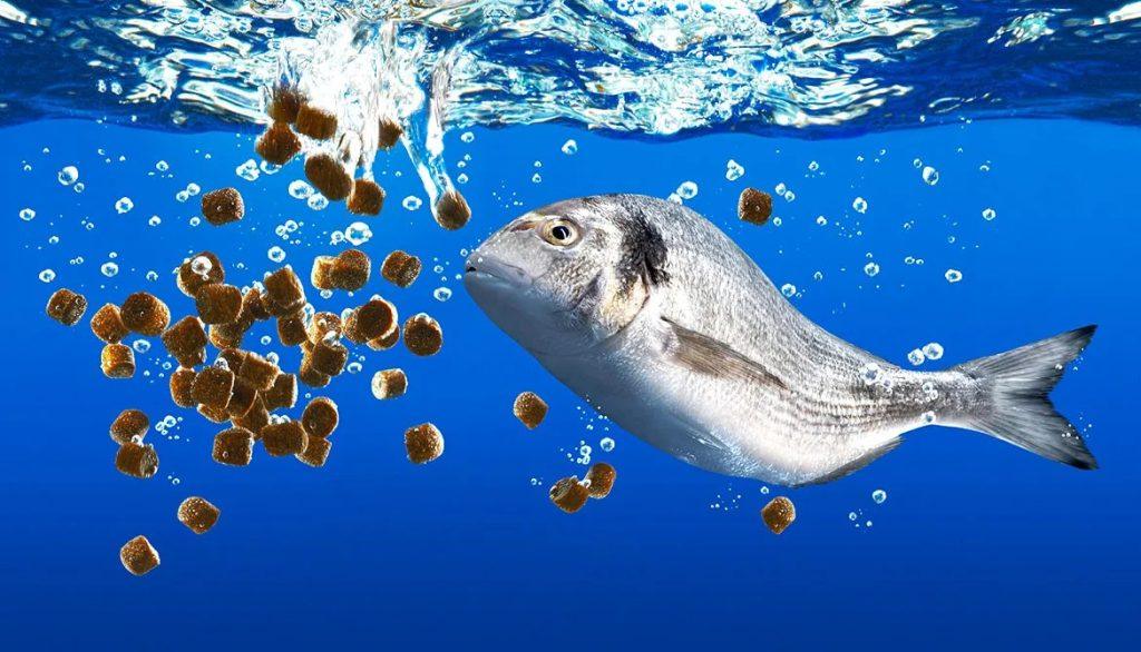 How to Farm and Care for Milkfish (Chanos chanos) - Agric4Profits
