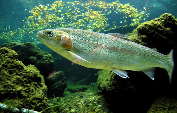 La façon de cultiver et de Soins pour de Truites arc-en-ciel (Oncorhynchus mykiss)