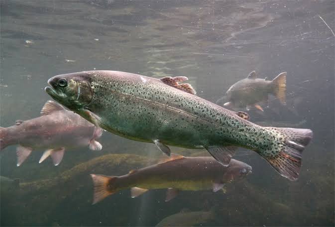 La façon de cultiver et de Soins pour de Truites arc-en-ciel (Oncorhynchus mykiss)