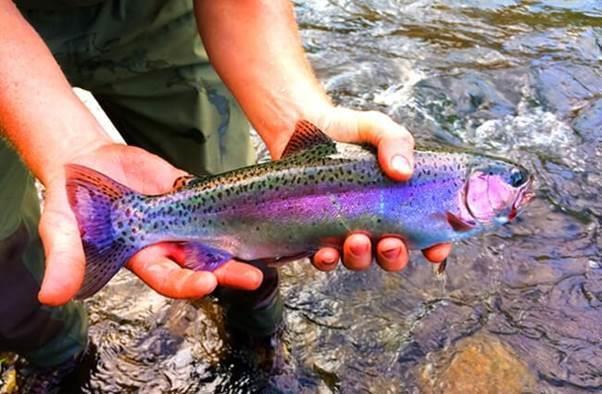 La façon de cultiver et de Soins pour de Truites arc-en-ciel (Oncorhynchus mykiss)