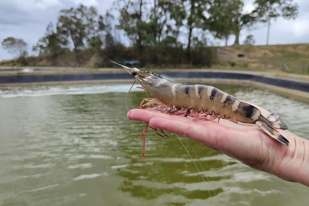 La façon de cultiver et de Soins pour la Crevette Géante tigrée (Penaeus monodon)