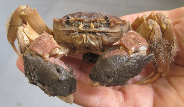 How to Farm and Care for Chinese Mitten Crab (Eriocheir sinensis)