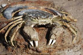 How to Farm and Care for Chinese Mitten Crab (Eriocheir sinensis)