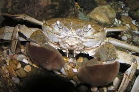 How to Farm and Care for Chinese Mitten Crab (Eriocheir sinensis)