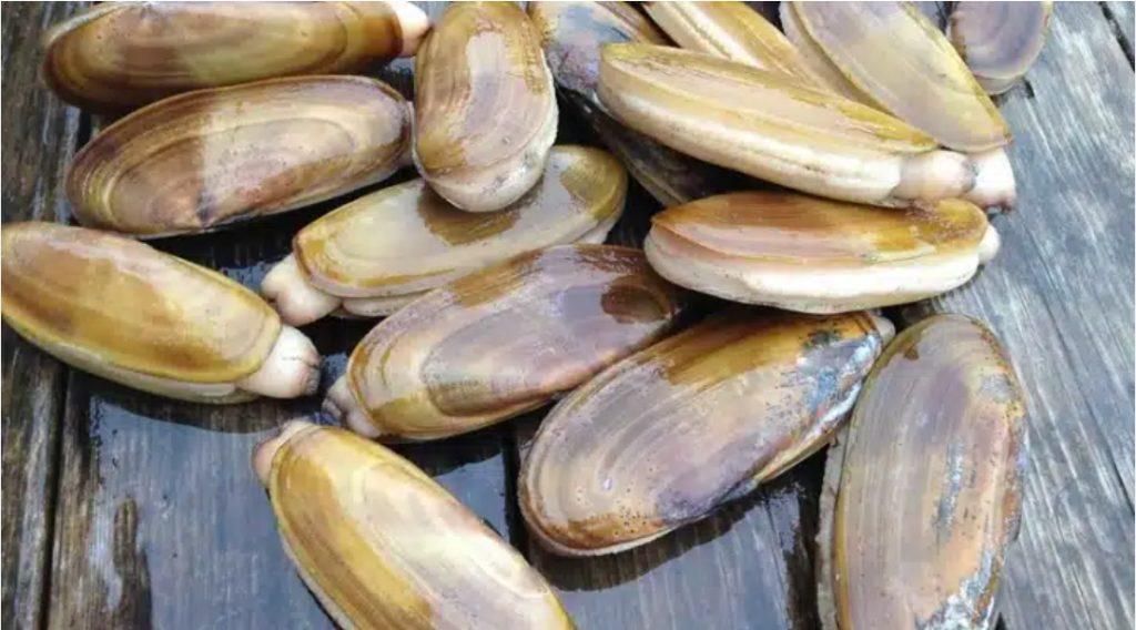 How to Farm and Care for Chinese Razor Clam (Sinonovacula constricta)