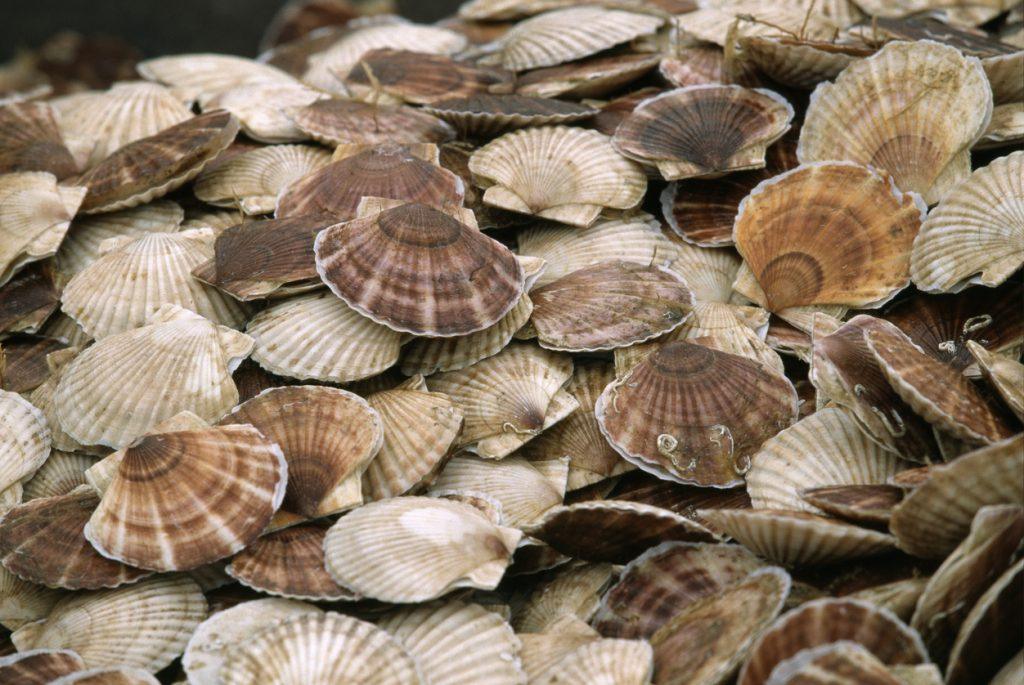 La façon de cultiver et de Soins pour le pétoncle du japon (Patinopecten yessoensis)