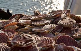 La façon de cultiver et de Soins pour le pétoncle du japon (Patinopecten yessoensis)