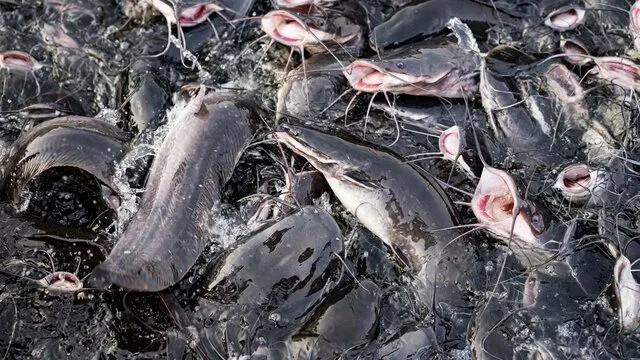 La façon de cultiver et de Soins pour le Nord de Poisson à tête de serpent (Channa argus)