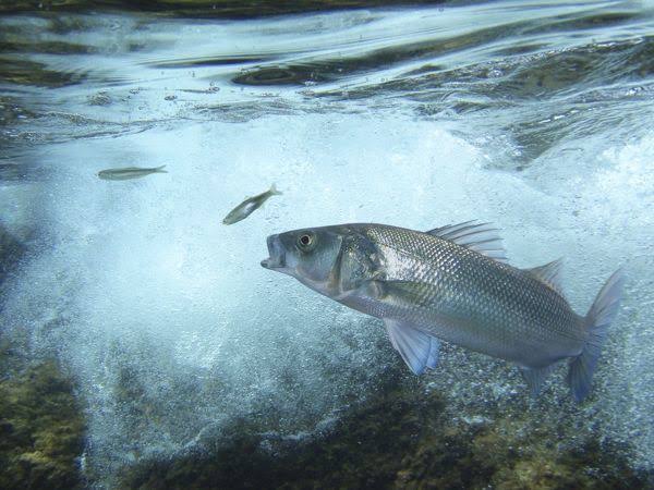 La façon de cultiver et de Soins pour les Européens de Poissons d'Anchois (Engraulis encrasicolus)