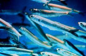 La façon de cultiver et de Soins pour les Européens de Poissons d'Anchois (Engraulis encrasicolus)