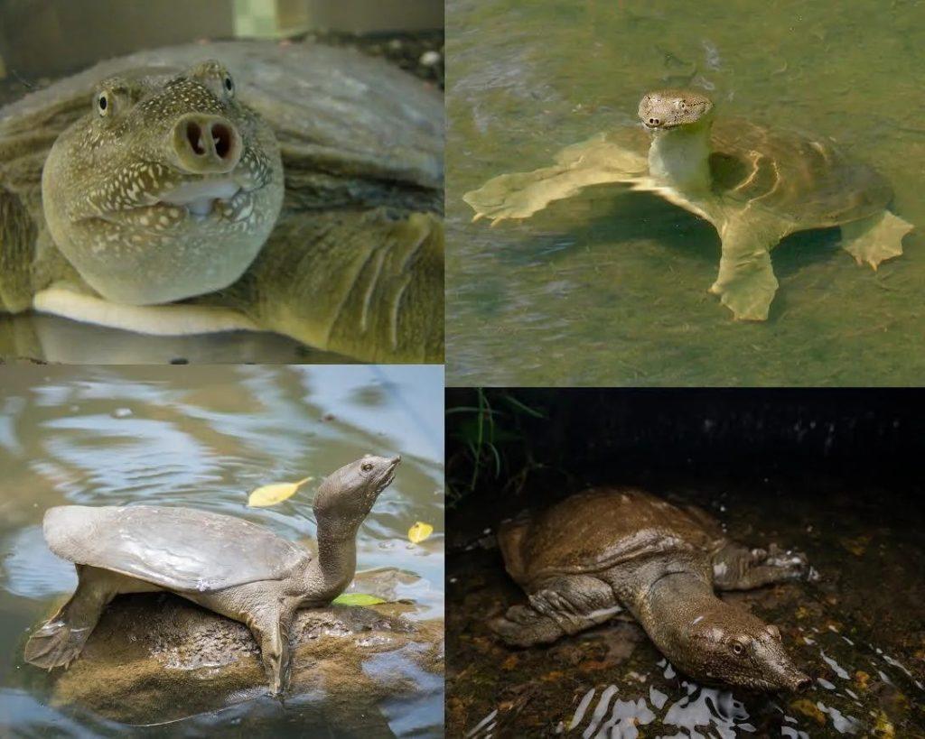 La façon de cultiver et de Soins pour les Chinois, la Tortue à carapace Molle (Pelodiscus sinensis)
