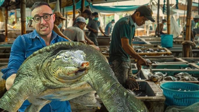 La façon de cultiver et de Soins pour les Chinois, la Tortue à carapace Molle (Pelodiscus sinensis)