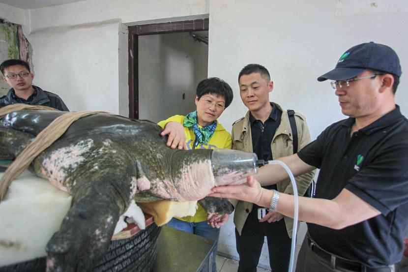 La façon de cultiver et de Soins pour les Chinois, la Tortue à carapace Molle (Pelodiscus sinensis)
