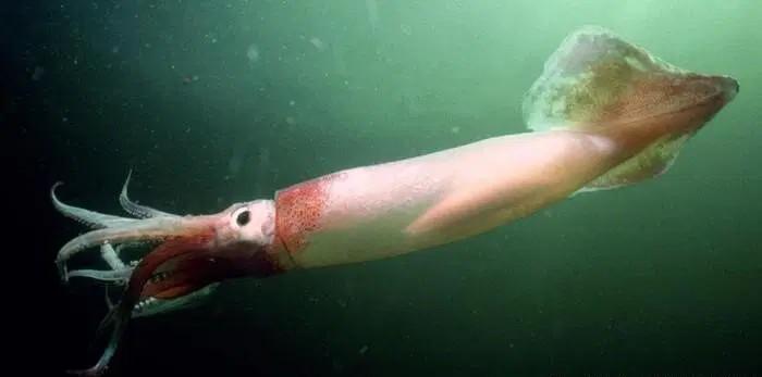 How to Farm and Care for Argentine Shortfin Squid (Illex argentinus)