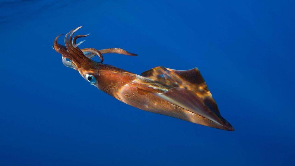 How to Farm and Care for Argentine Shortfin Squid (Illex argentinus)