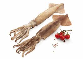 How to Farm and Care for Argentine Shortfin Squid (Illex argentinus)