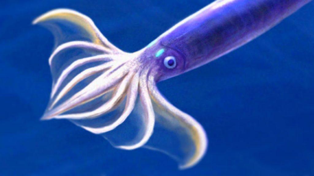La façon de cultiver et de Soins pour les Japonais de Vol Calmar (Todarodes pacificus)