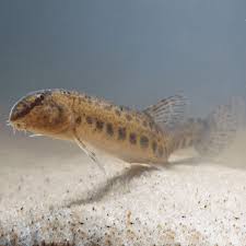 Loccus Fish How to Farm and Care for Pond Loach Fish (Misgurnus anguillicaudatus ...