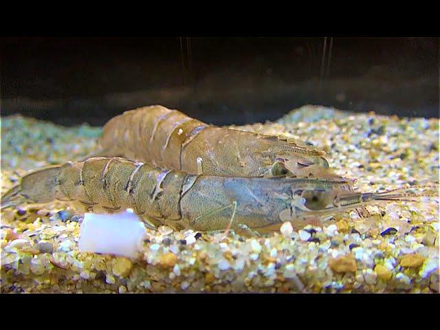 How to Farm and Care for Southern Rough Shrimp (Trachysalambria ...