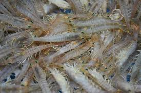 How to Farm and Care for Southern Rough Shrimp (Trachysalambria ...