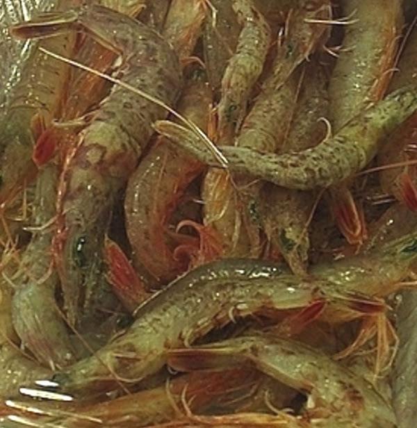 How to Farm and Care for Southern Rough Shrimp (Trachysalambria ...