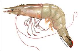 How to Farm and Care for Southern Rough Shrimp (Trachysalambria ...