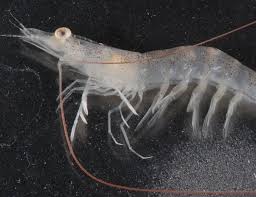 How to Farm and Care for Southern Rough Shrimp (Trachysalambria ...
