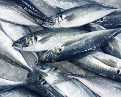 How to Farm and Care For Cape Horse Mackerel Fish (Trachurus capensis ...