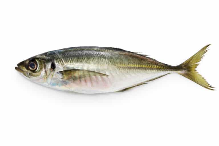 How to Farm and Care For Cape Horse Mackerel Fish (Trachurus capensis ...