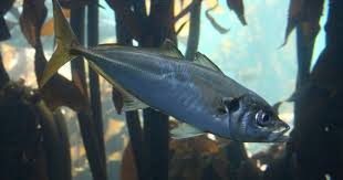 How to Farm and Care For Cape Horse Mackerel Fish (Trachurus capensis ...