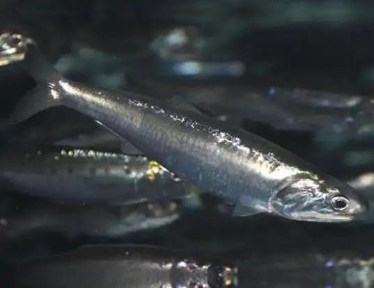 How to Farm and Care for Pacific Anchoveta Fish (Cet engraulis mysticetus)
